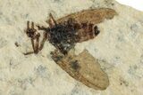 Detailed Fossil March Fly (Plecia) - Wyoming #245007-1